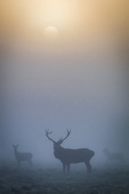 A majestic stag stands guard over the herd as the sun rises through the mist