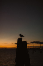 silhouette of a seagull at night 