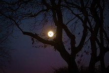 full moon through silhouettes of trees 