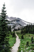 Mount Rainier forest landscape and trail 