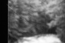 spider web (B&W)