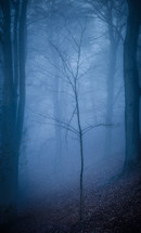 bare tree in a foggy forest 