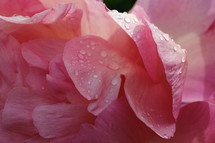 wet pink petals 