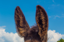 donkey ears 
