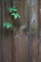 vines growing through a fence 