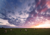 cows under a purple sky at sunset 