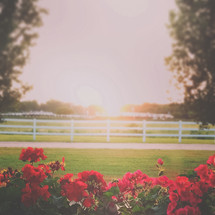 morning sunlight and red flowers on a farm 