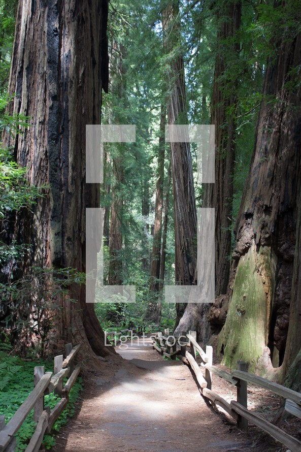 path through the redwood forest 
