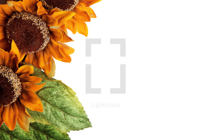 sunflower border 