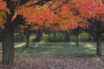 Fall trees in a park