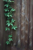 vines growing on a fence 