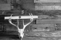 deer skull and antlers 
