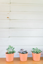 three potted succulent plants 