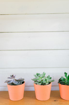 potted succulent plants in a row 