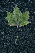 Frosty leaf on black asphalt stone.