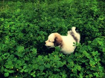 puppy in green field