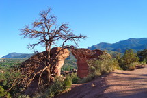 Red rocks and a dead tree in the wilderness