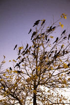 Black birds on barren tree branches