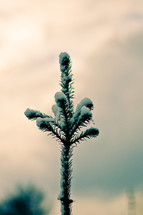 snow on the branch of a pine tree