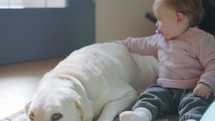 Cute baby playing at home with a big white dog