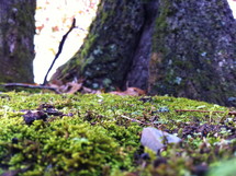 moss covered forest floor