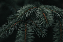 evergreen pine needles 