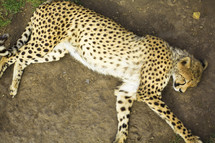 Sleeping cheetah