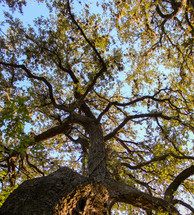 twisted Oak Tree