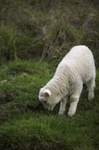 a lamb grazing 