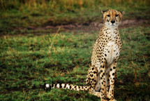 Cheetah waiting to move