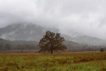 fog over a mountain and tree in a field in fall 