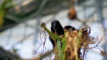 Calyptorhynchus Banksii Crow On A Tree Branch