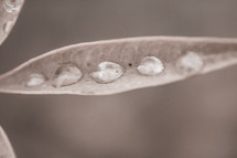 Water drops sitting on a leaf