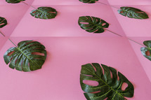 palm leaves on a pink background 