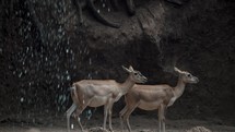 Close up shot showing couple of young deers resting in cave beside waterfall during daytime	