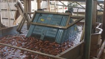 Washing and sorting of sweet potatoes in an agricultural packing facility