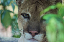 A close up view of a jaguar