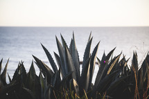 agave plant and ocean view 