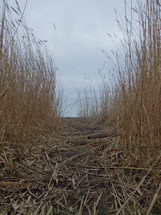 worn path in a field