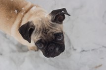 A pug in the snow