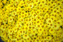 Yellow daisy flowers