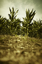 A ground level view of crops