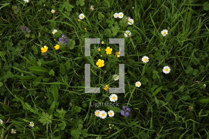 purple, white, and yellow wildflowers 