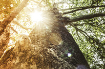 sunburst and a tree trunk 