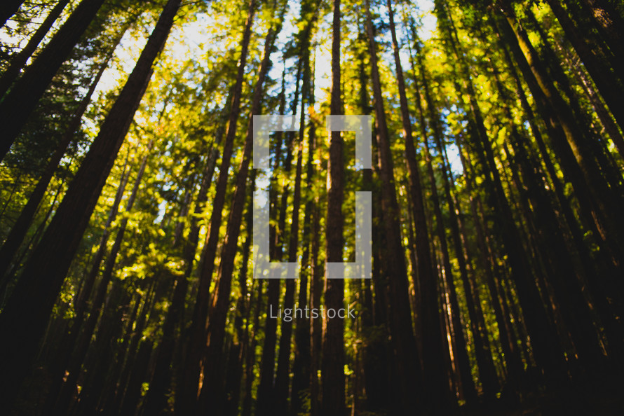 tree trunks in a forest , blur, background, landscape, outdoors, outside, tall, camp, youth camp, camping