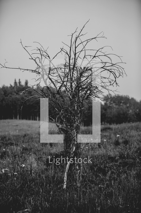 a dead tree in field