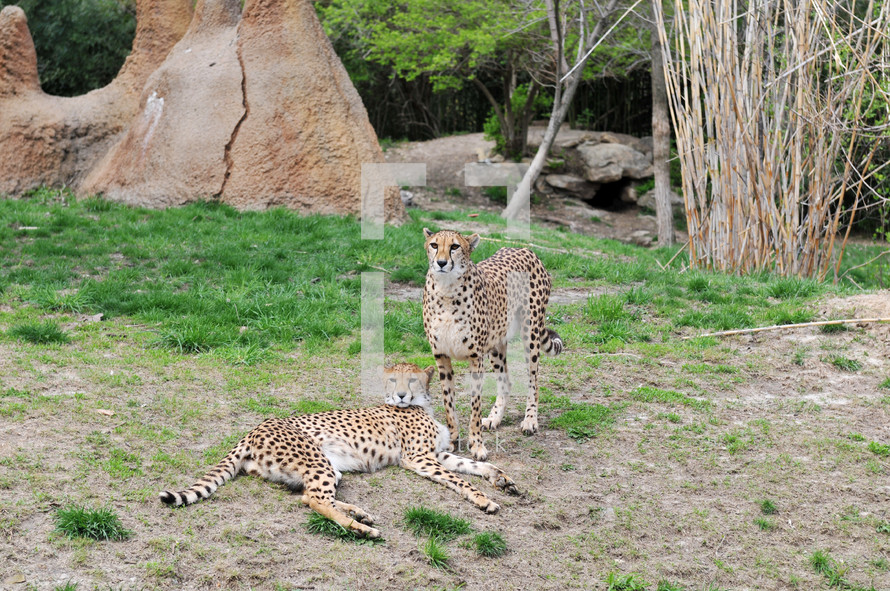 Cheetahs outside.