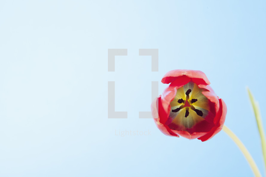 Red tulip flower on blue background.