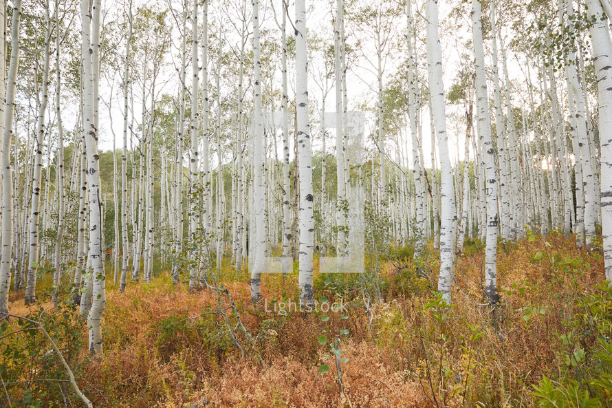 aspen forest 