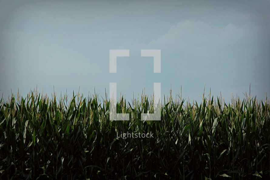 corn stalks in a field 